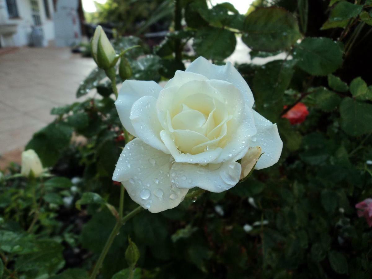 B&B Corte Delle Rose Кастельони деле Стивиере Екстериор снимка